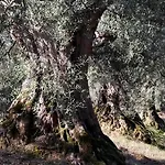 Romitorio Di Castiglione Del Casa rural *