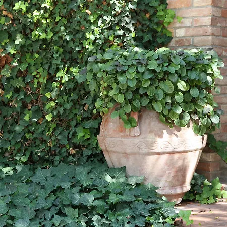 Romitorio Di Castiglione Del *