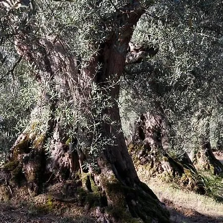 Romitorio Di Castiglione Del Country house *