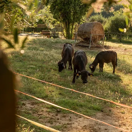 Country house Romitorio Di Castiglione Del