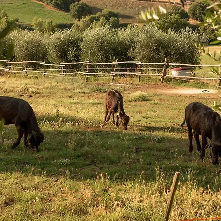 Romitorio Di Castiglione Del *